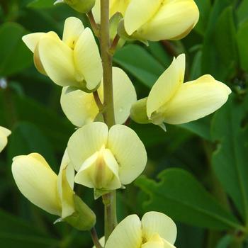 Baptisia PrairieBlues™ 'Mojito' (246926)