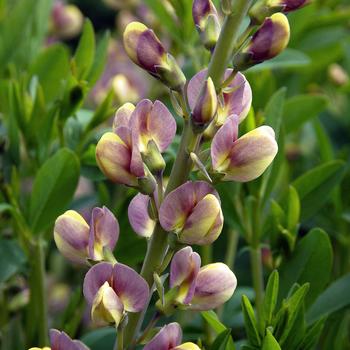 Baptisia Prairieblues™ 'Sandstorm' (246940)