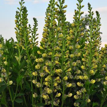 Baptisia Prairieblues™ 'Sandstorm' (246941)