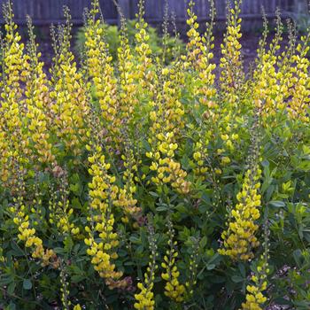 Baptisia Prairieblues™ 'Solar Flare' (246947)