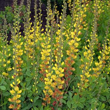 Baptisia Prairieblues™ 'Solar Flare' (246950)