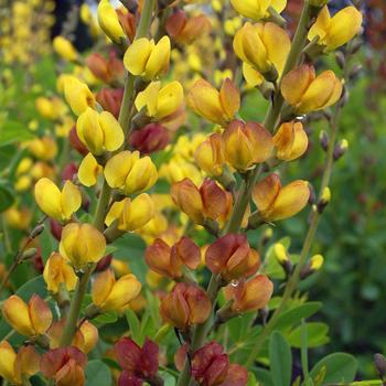 Baptisia Prairieblues™ 'Solar Flare' (246954)