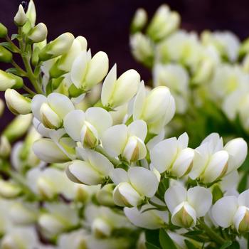 Baptisia PrairieBlues™ 'Spilled Buttermilk' (246962)