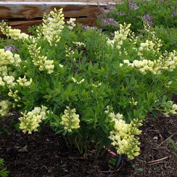 Baptisia PrairieBlues™ 'Spilled Buttermilk' (246963)