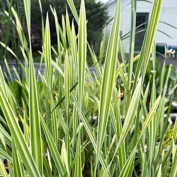 Typha latifolia 'Variegata' 