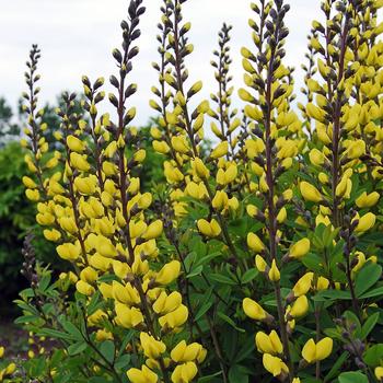 Baptisia PrairieBlues™ 'Sunny Morning' (247136)