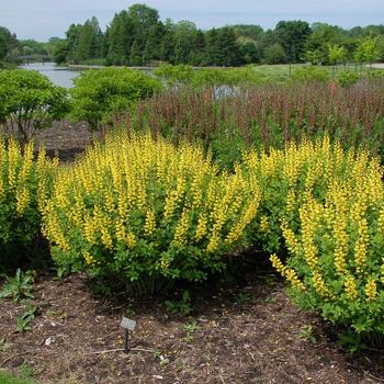 Baptisia PrairieBlues™ 'Sunny Morning' (247137)