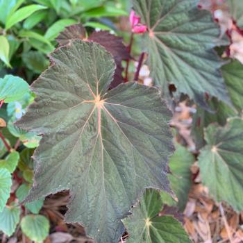 Begonia Lunar Lights™ 'Harvest Moon' (247139)