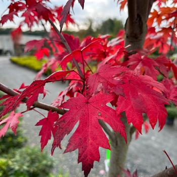 Acer x freemanii 'Autumn Blaze®' (247142)