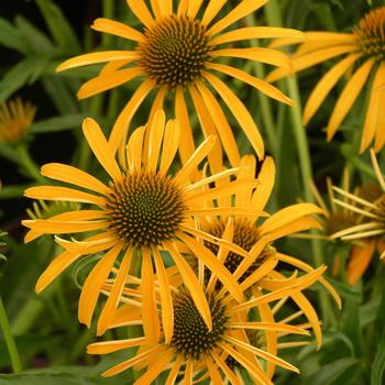 Echinacea Meadowbrite™ '' (247148)