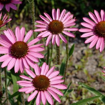 Echinacea Meadowbrite™ 'Pixie' (247166)