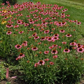 Echinacea Meadowbrite™ 'Pixie' (247167)