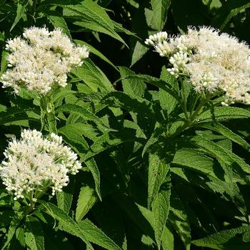 Eupatorium maculatum 'Summer Snow' (247182)