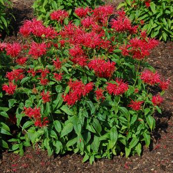 Monarda didyma 'Fire Marshall' (247227)