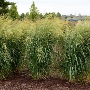 Panicum amarum 'Bad Hair Day' (247228)