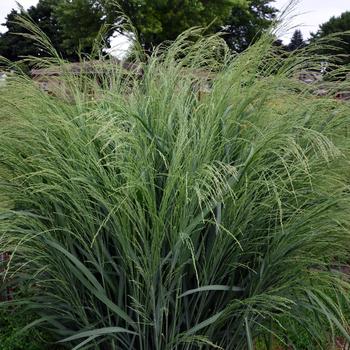 Panicum amarum 'Bad Hair Day' (247230)