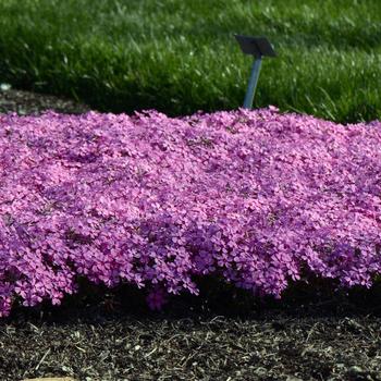 Phlox 'Early Bird' (247249)