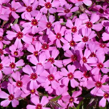 Phlox 'Early Bird' (247250)