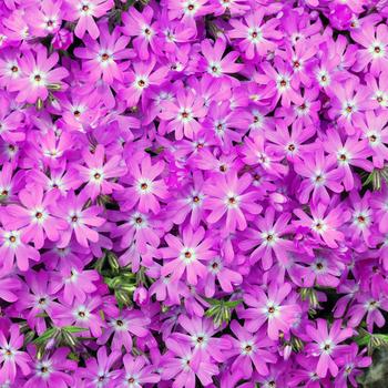 Phlox 'Pink Parasol' (247275)