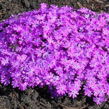 Phlox 'Pink Parasol' (247277)