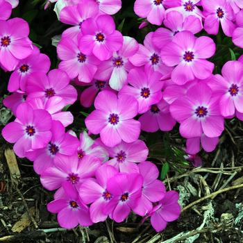 Phlox x procumbens 'Pink Profusion' (247279)