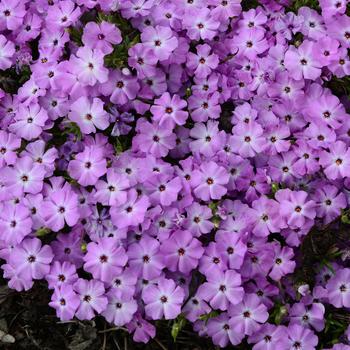 Phlox 'Plumtastic' (247281)