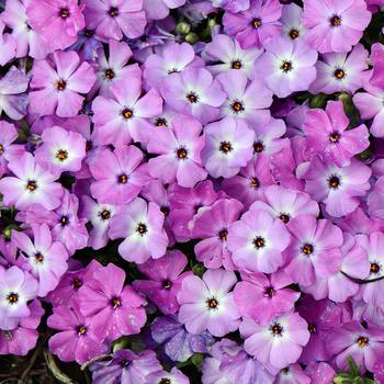 Phlox 'Plumtastic' (247283)