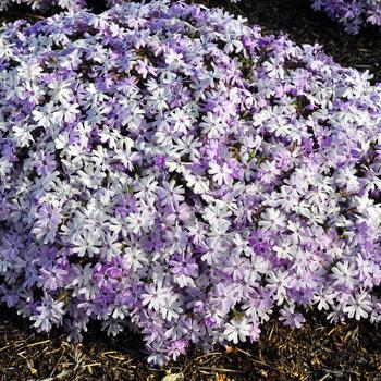 Phlox 'Running with Scissors' (247284)