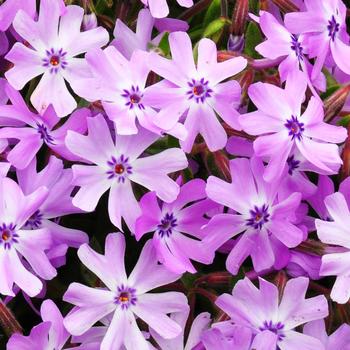 Phlox 'Running with Scissors' (247285)