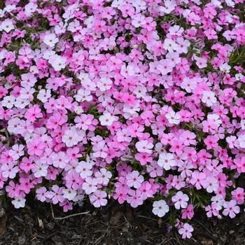 Phlox 'Strawberries and Cream' (247288)