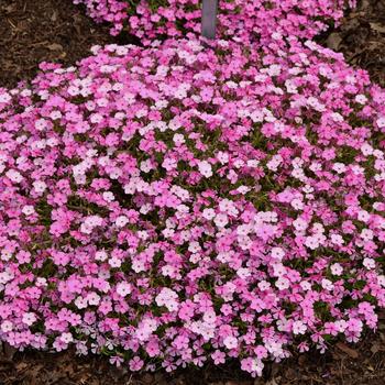 Phlox 'Strawberries and Cream' (247289)