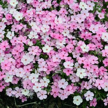 Phlox 'Strawberries and Cream' (247290)