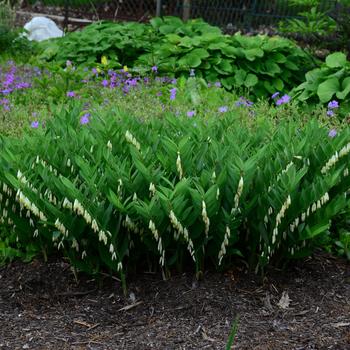 Polygonatum 'Prince Charming' (247294)