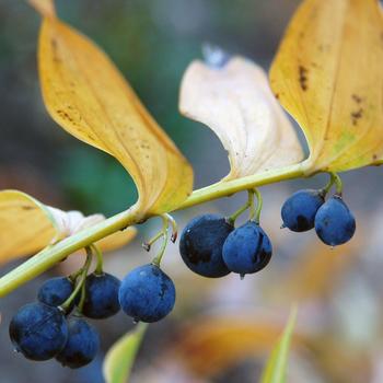 Polygonatum 'Prince Charming' (247295)