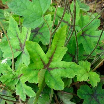 Tiarella cordifolia River™ 'Lehigh' (247300)