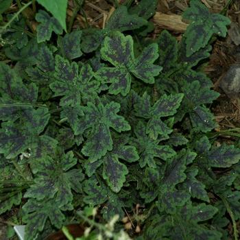 Tiarella cordifolia River™ 'Susquehanna' (247301)