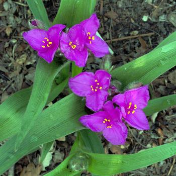 Tradescantia 'Tough Love' (247303)