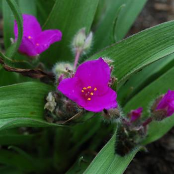 Tradescantia 'Tough Love' (247304)