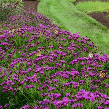 Vernonia 'Summer's End' (247305)