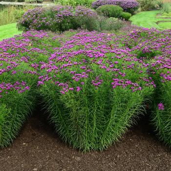 Vernonia 'Summer's End' (247306)