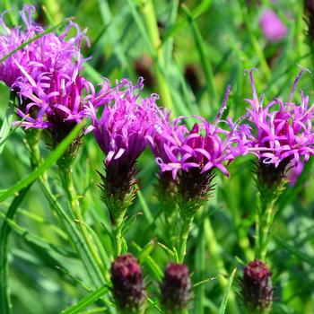 Vernonia 'Summer's End' (247308)