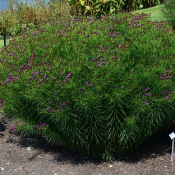 Vernonia 'Summer's End' (247309)