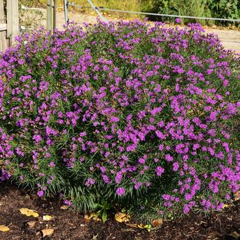 Vernonia 'Summer's Surrender' (247310)