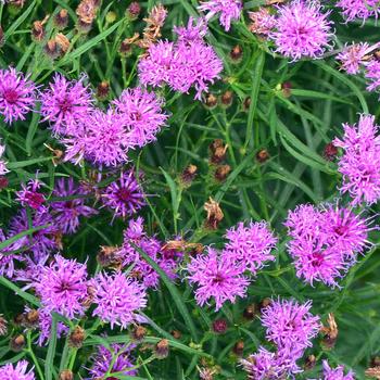 Vernonia 'Summer's Surrender' (247311)