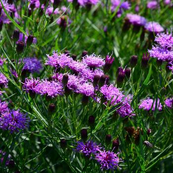 Vernonia 'Summer's Surrender' (247313)