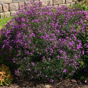 Vernonia 'Summer's Swan Song' (247314)