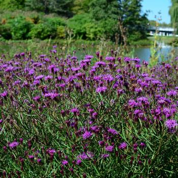 Vernonia 'Summer's Swan Song' (247316)