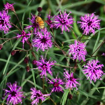 Vernonia 'Summer's Swan Song' (247317)