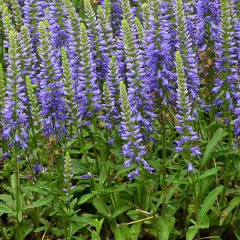 Veronica 'Blue Sprite' (247319)