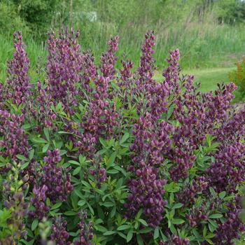 Baptisia 'Burgundy Blast' (247342)